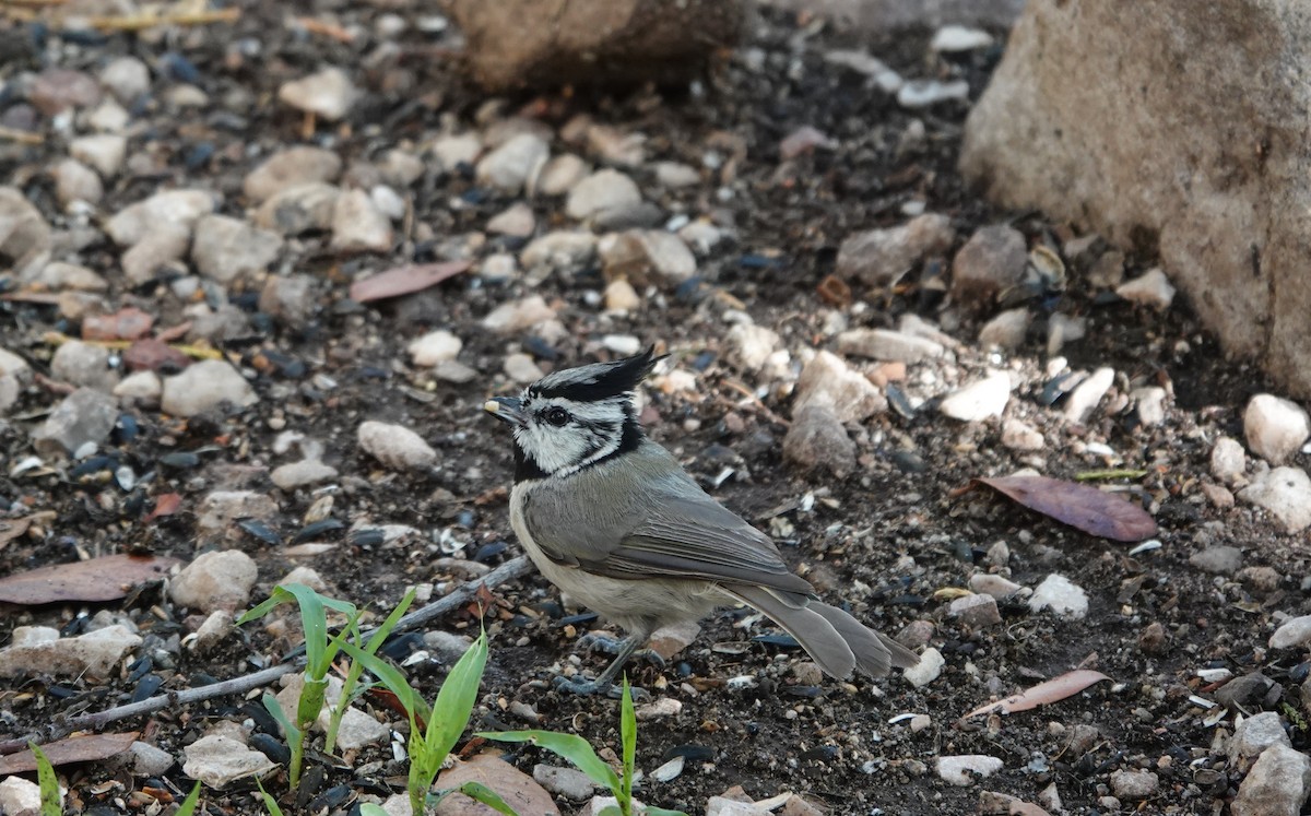 Bridled Titmouse - ML642057508
