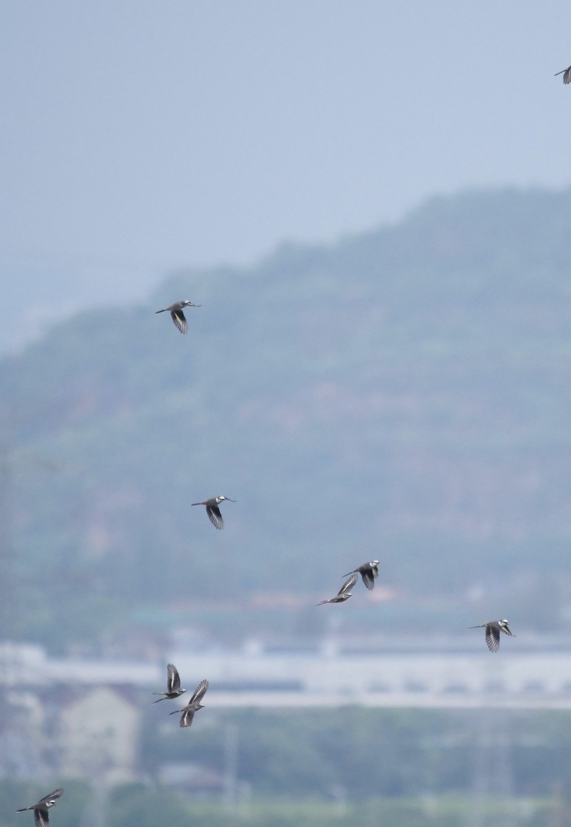 Brown-rumped Minivet - ML642057514