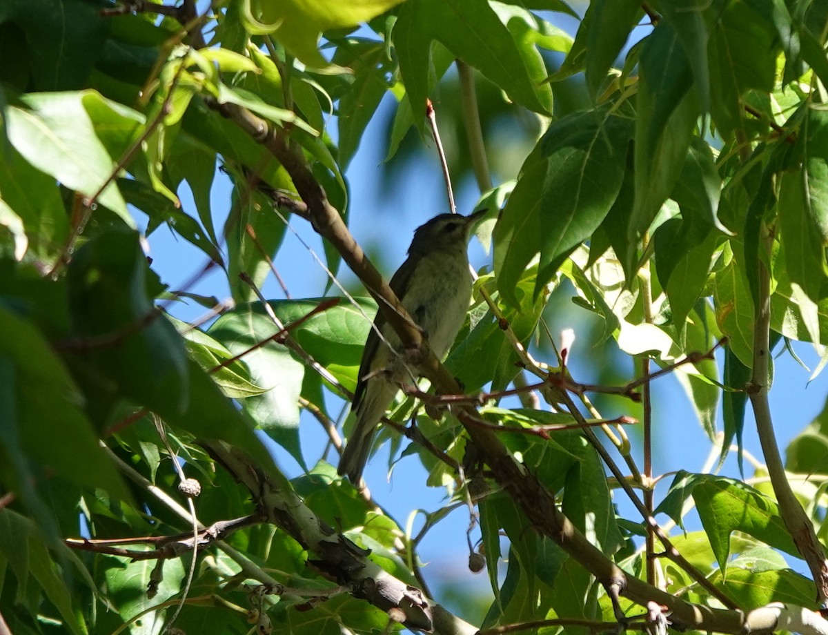 Warbling Vireo - ML642057519