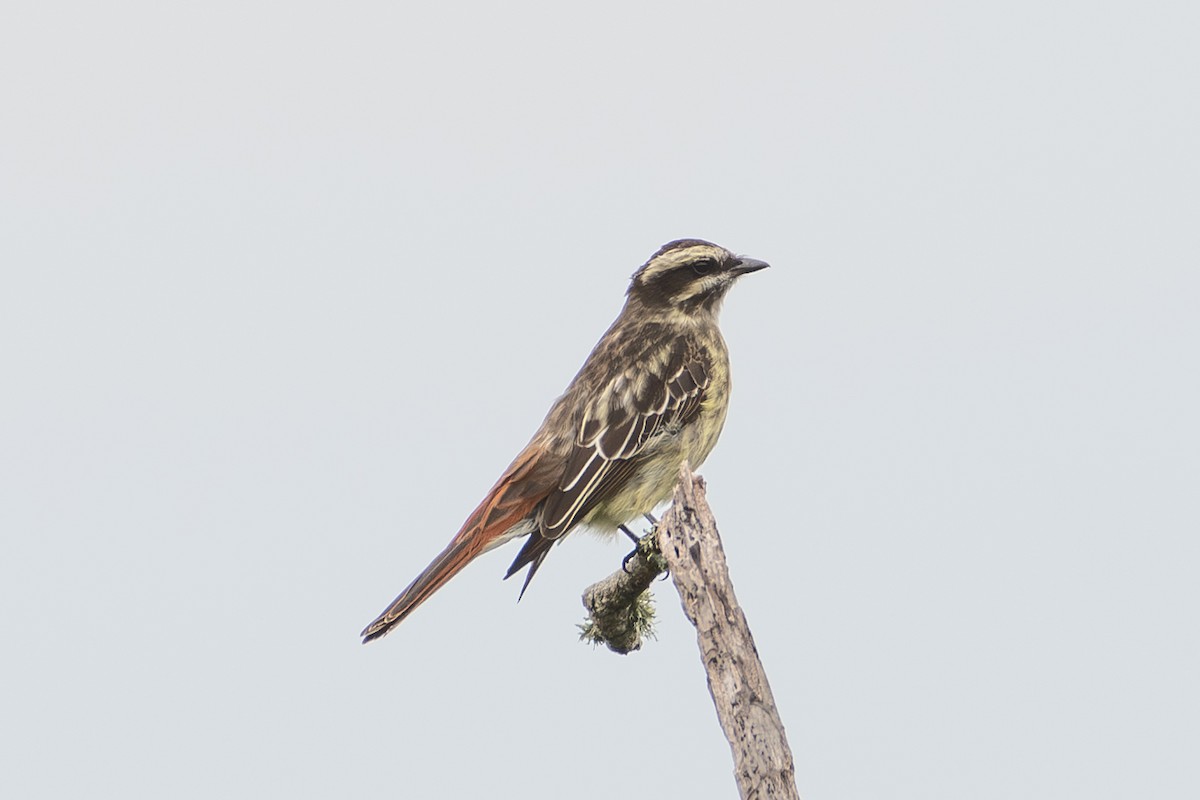 Variegated Flycatcher - ML642057544