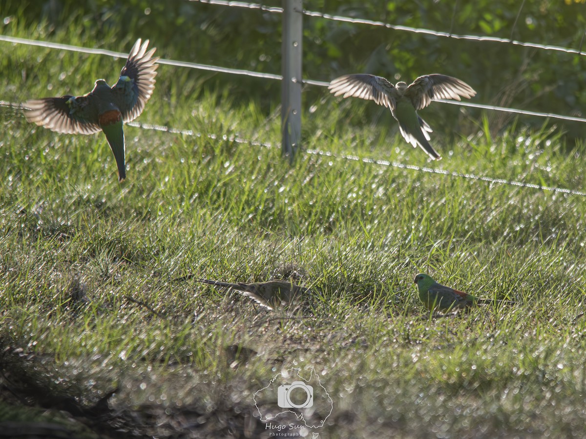 Red-rumped Parrot - ML642057551