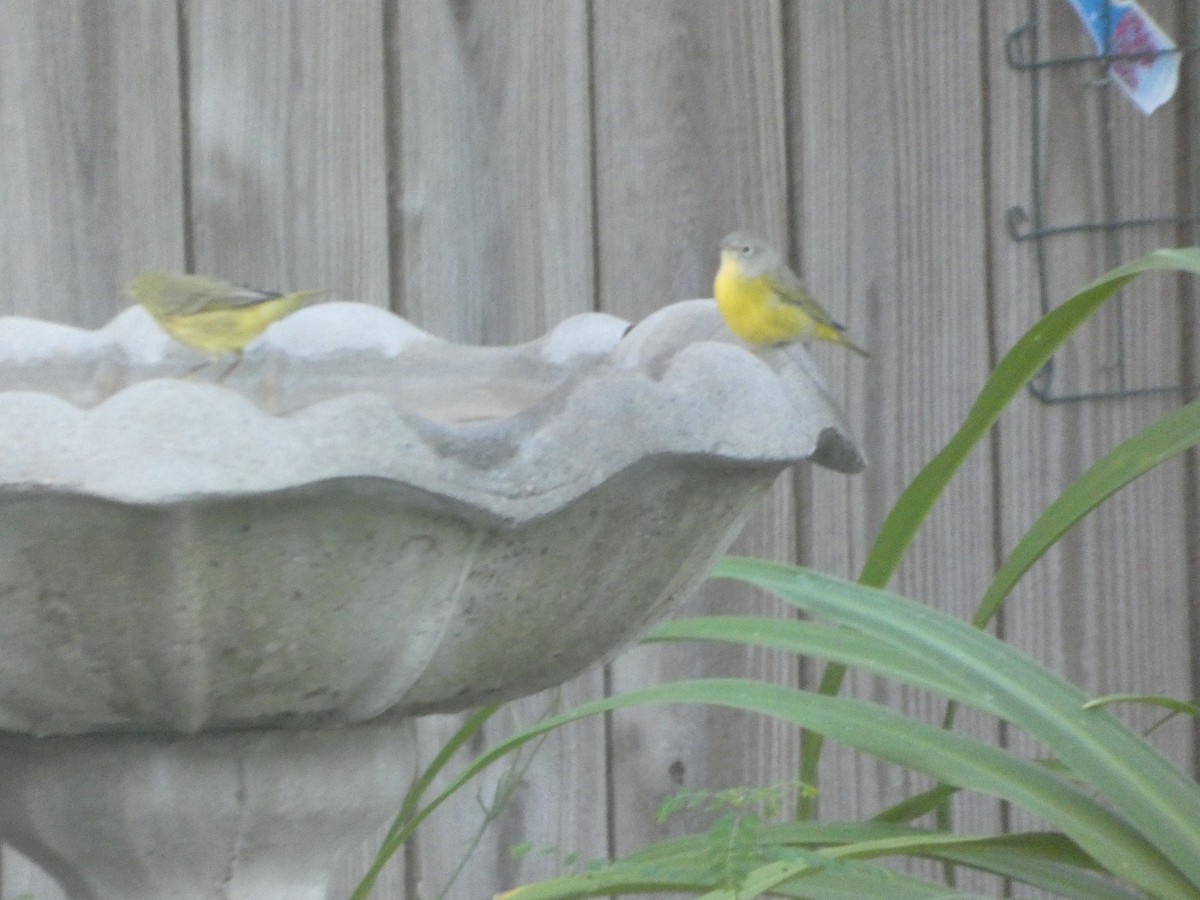 Nashville Warbler - ML642057553