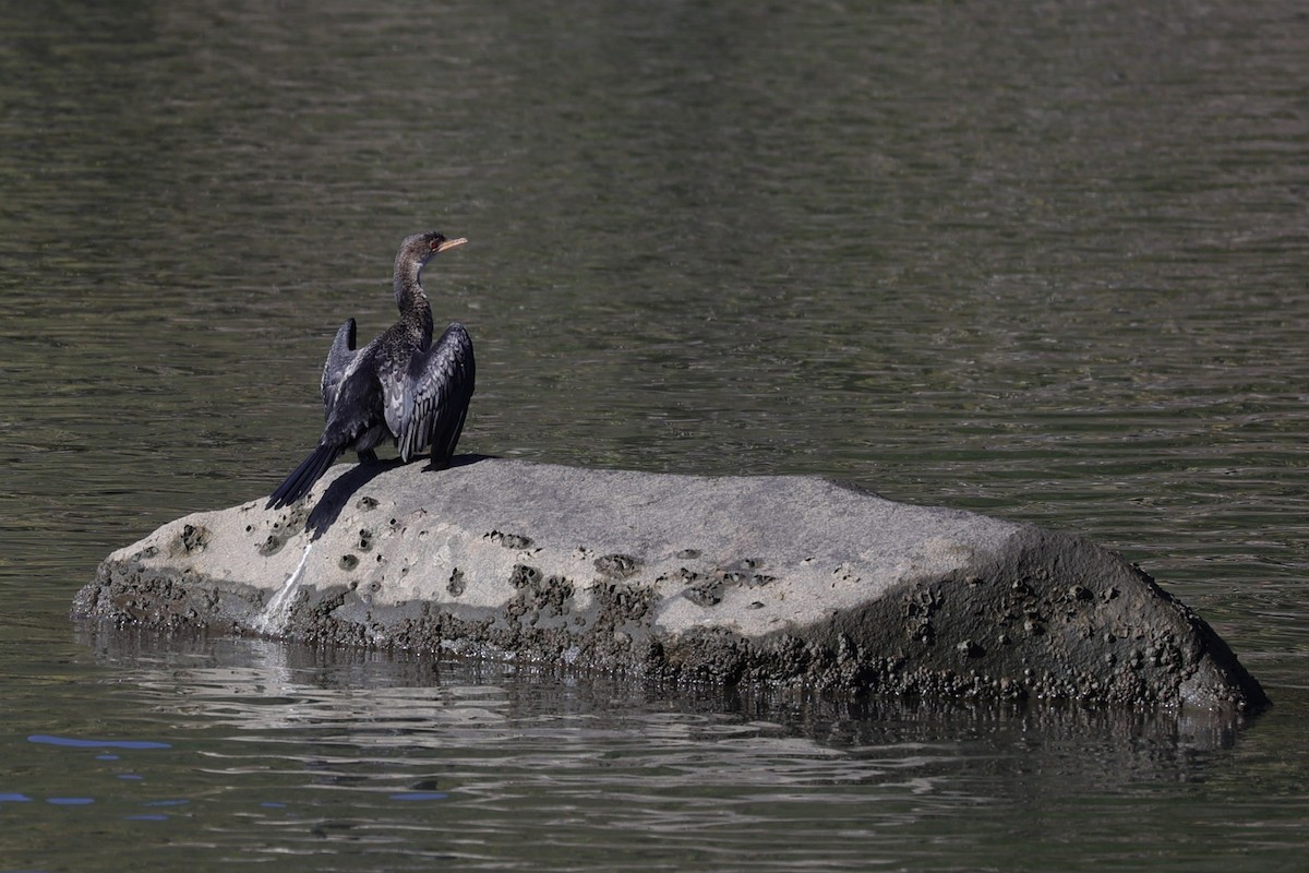 アフリカコビトウ - ML642057554