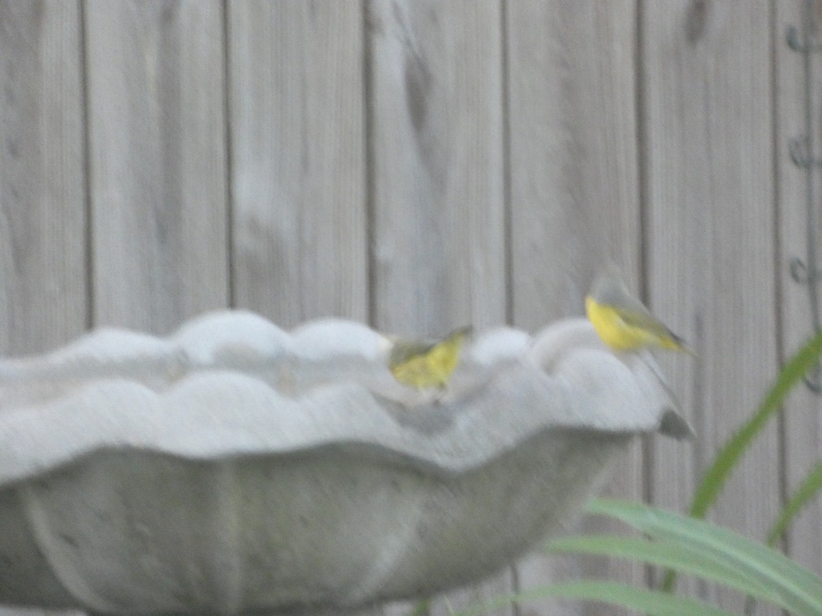 Nashville Warbler - ML642057562