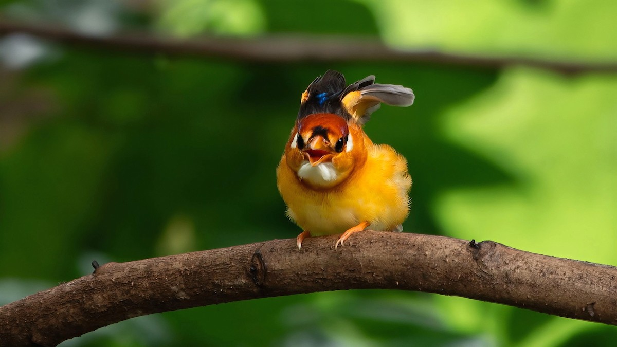 Black-backed Dwarf-Kingfisher - ML642057612