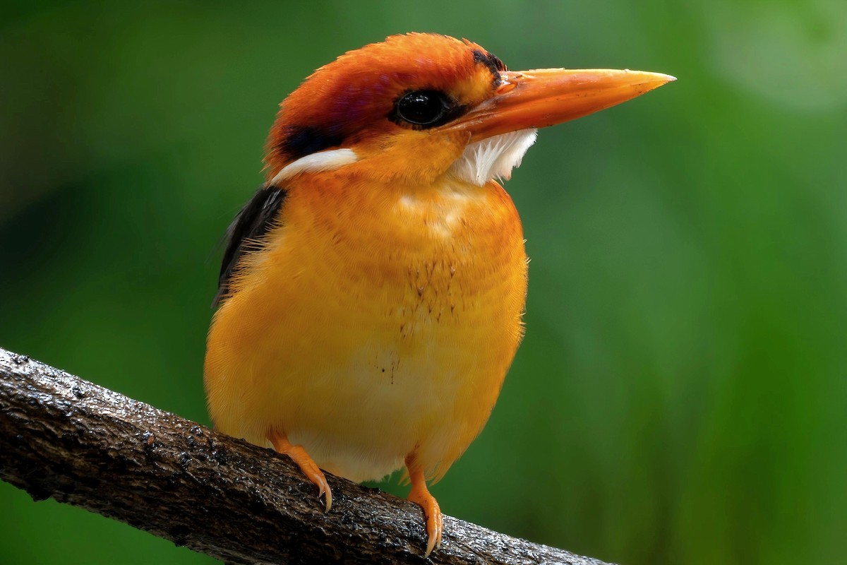 Black-backed Dwarf-Kingfisher - ML642057613
