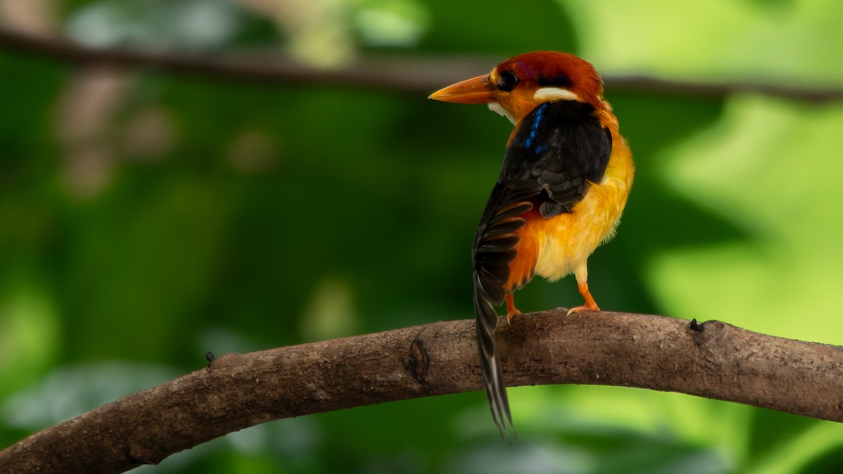 Black-backed Dwarf-Kingfisher - ML642057615