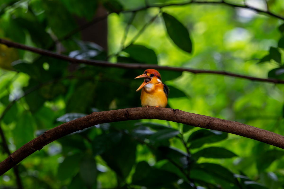 Black-backed Dwarf-Kingfisher - ML642057616