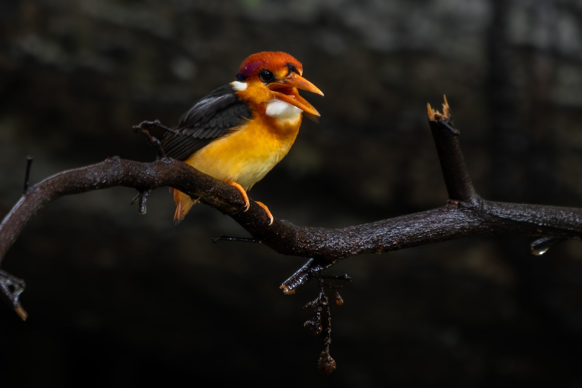 Black-backed Dwarf-Kingfisher - ML642057617