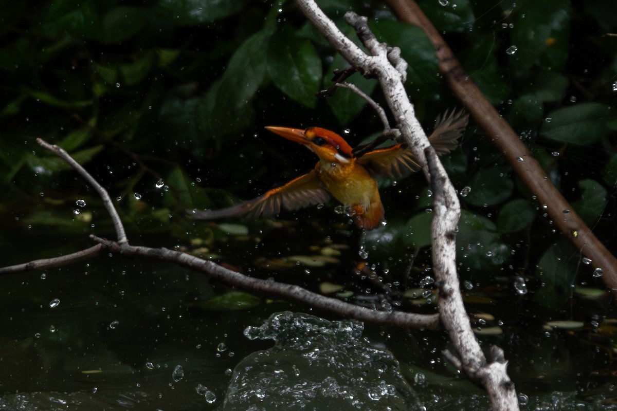 Black-backed Dwarf-Kingfisher - ML642057618