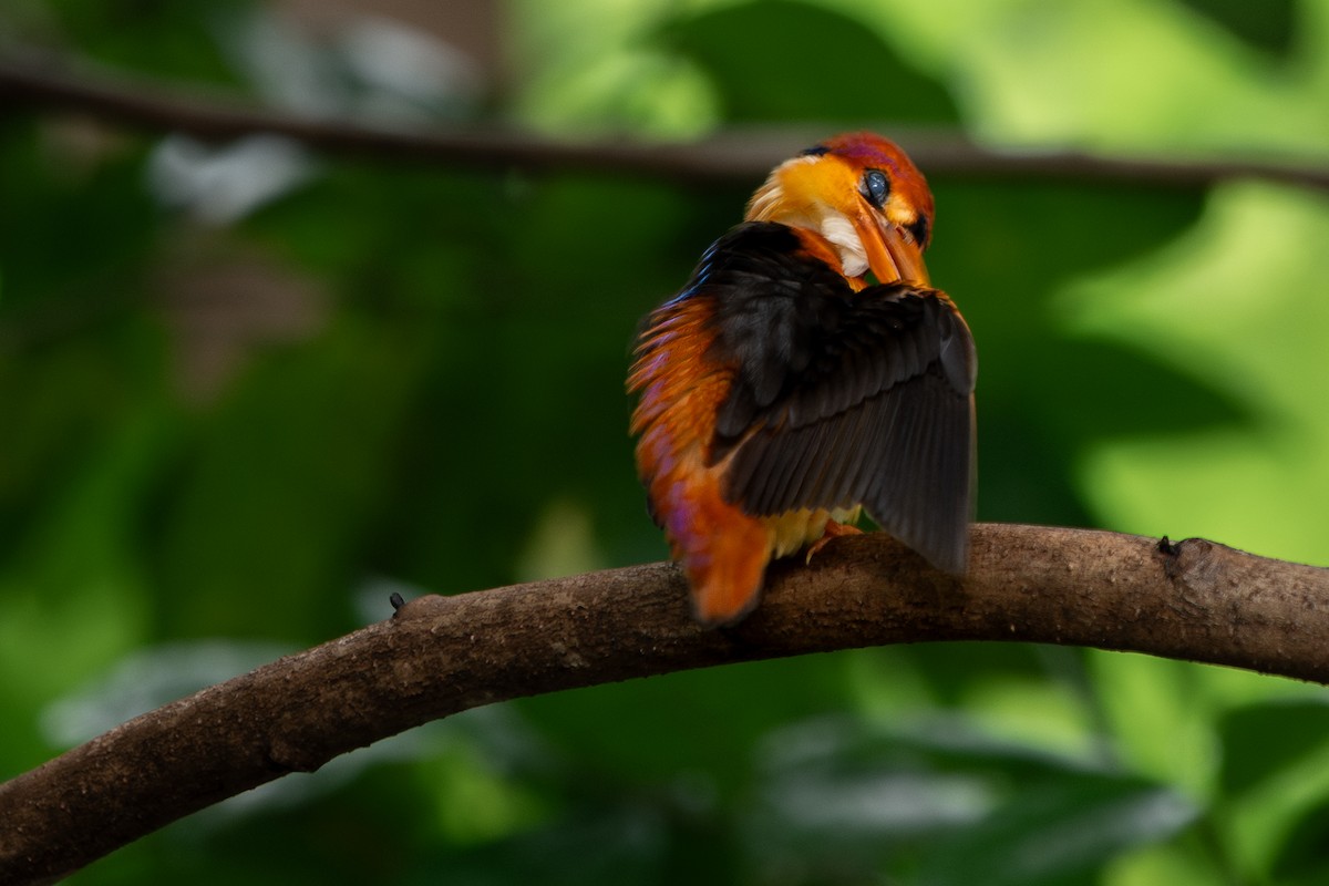 Black-backed Dwarf-Kingfisher - ML642057619