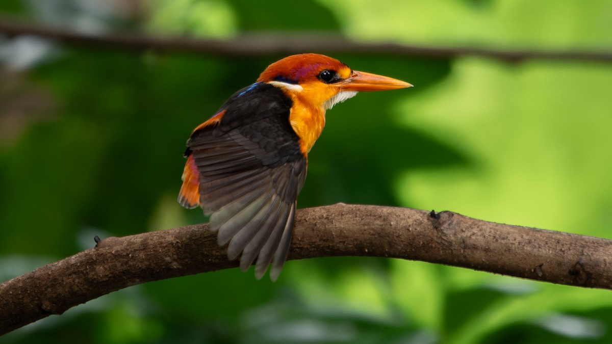 Black-backed Dwarf-Kingfisher - ML642057620
