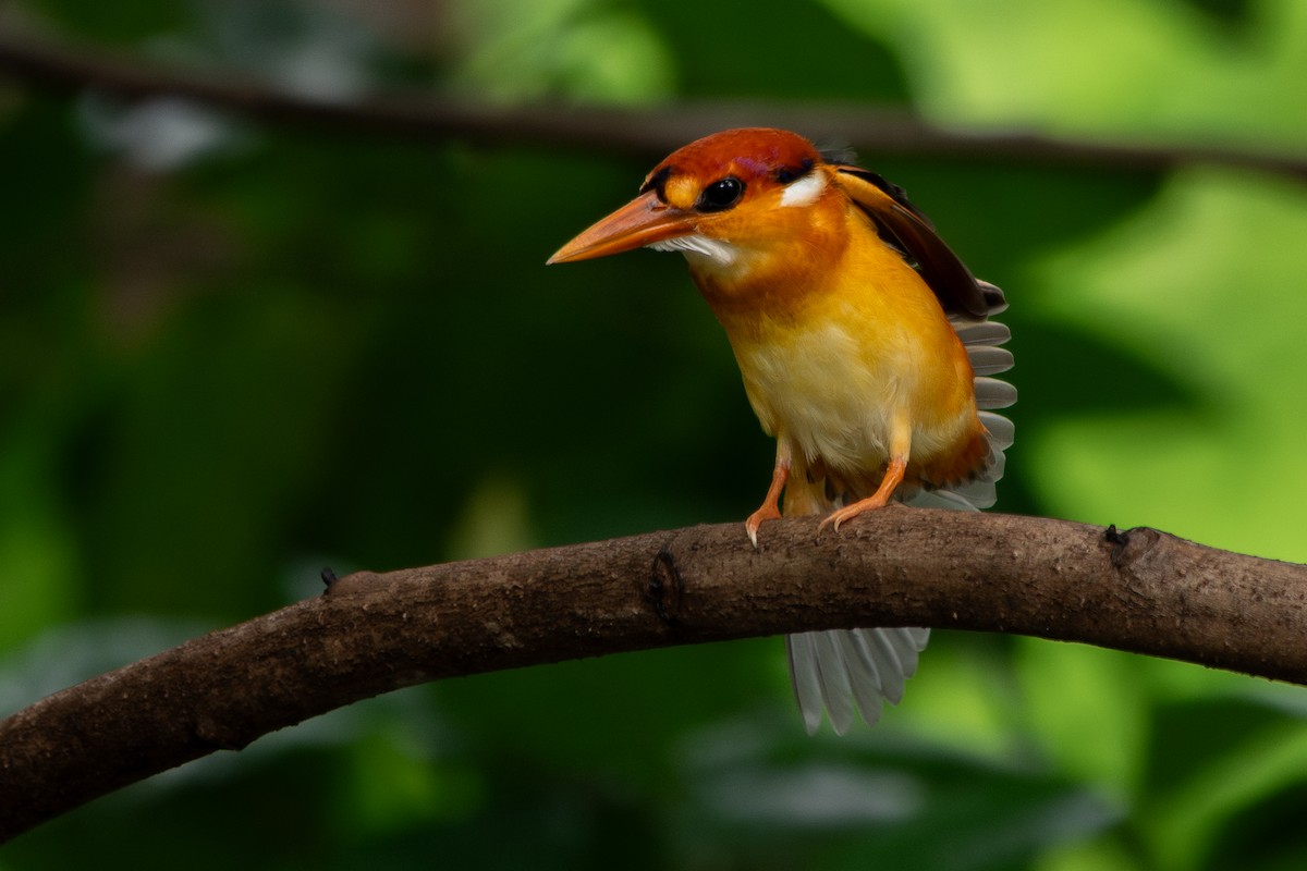 Black-backed Dwarf-Kingfisher - ML642057621