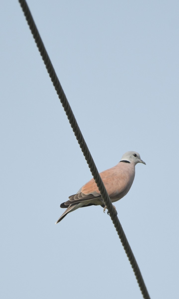 Usapal burugrisa - ML642057654