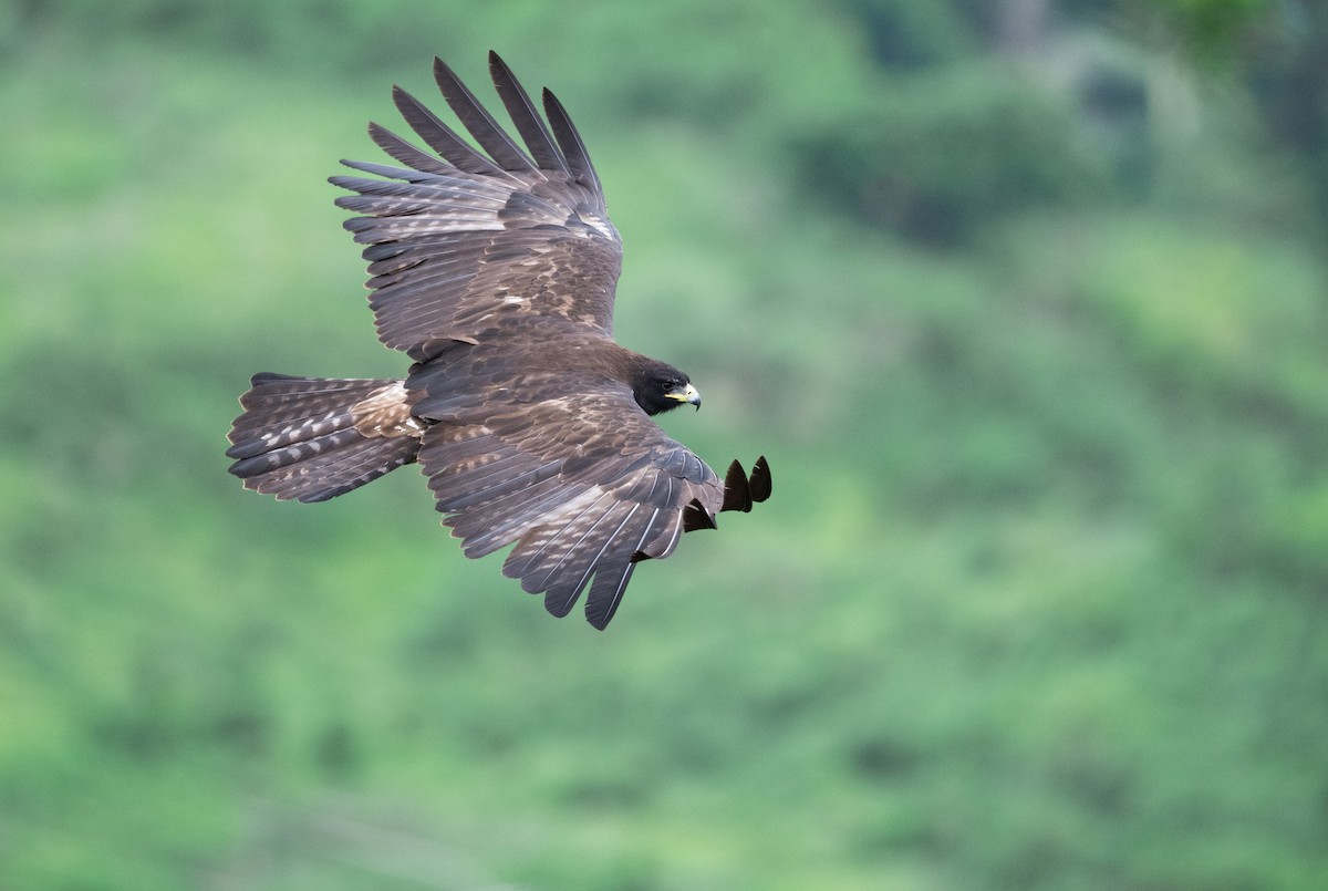 Black Eagle - ML642057679