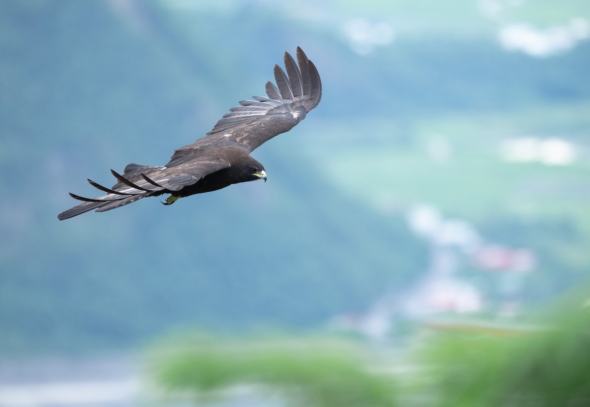 Black Eagle - ML642057680