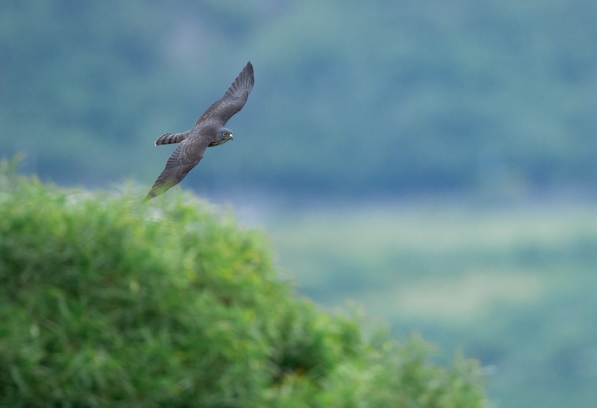 Épervier de Horsfield - ML642057690