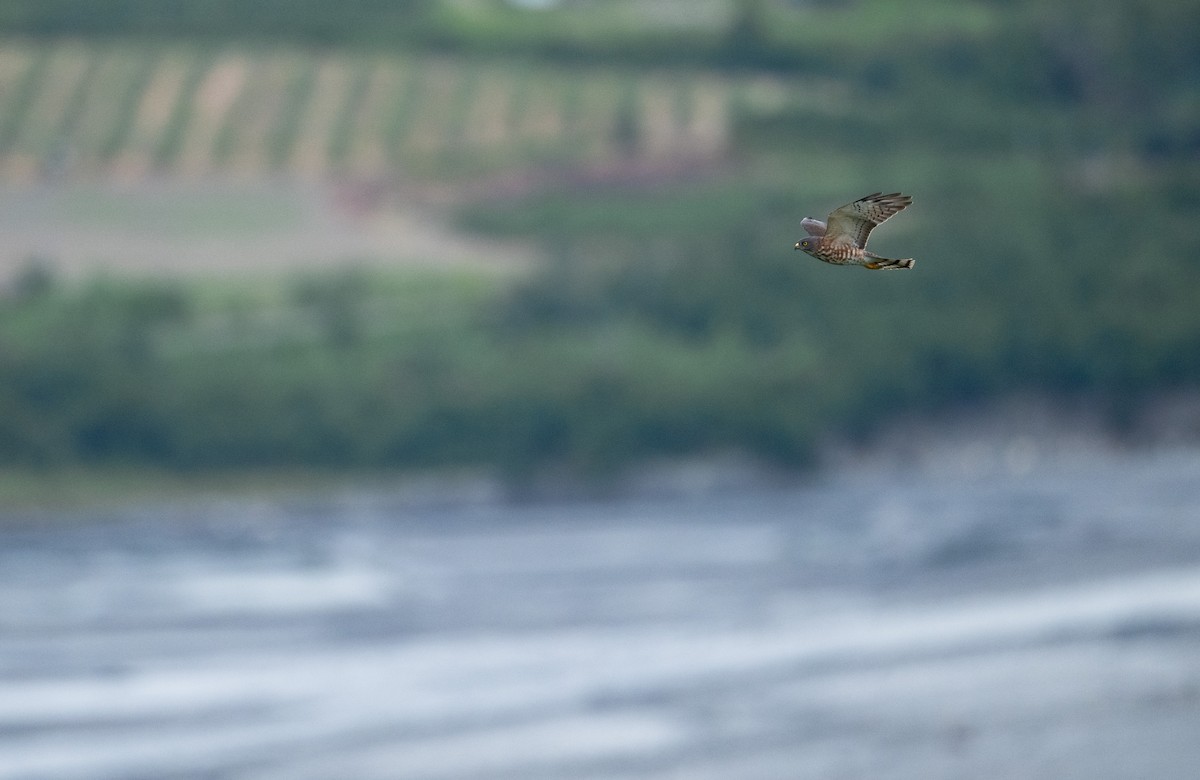 Épervier de Horsfield - ML642057691