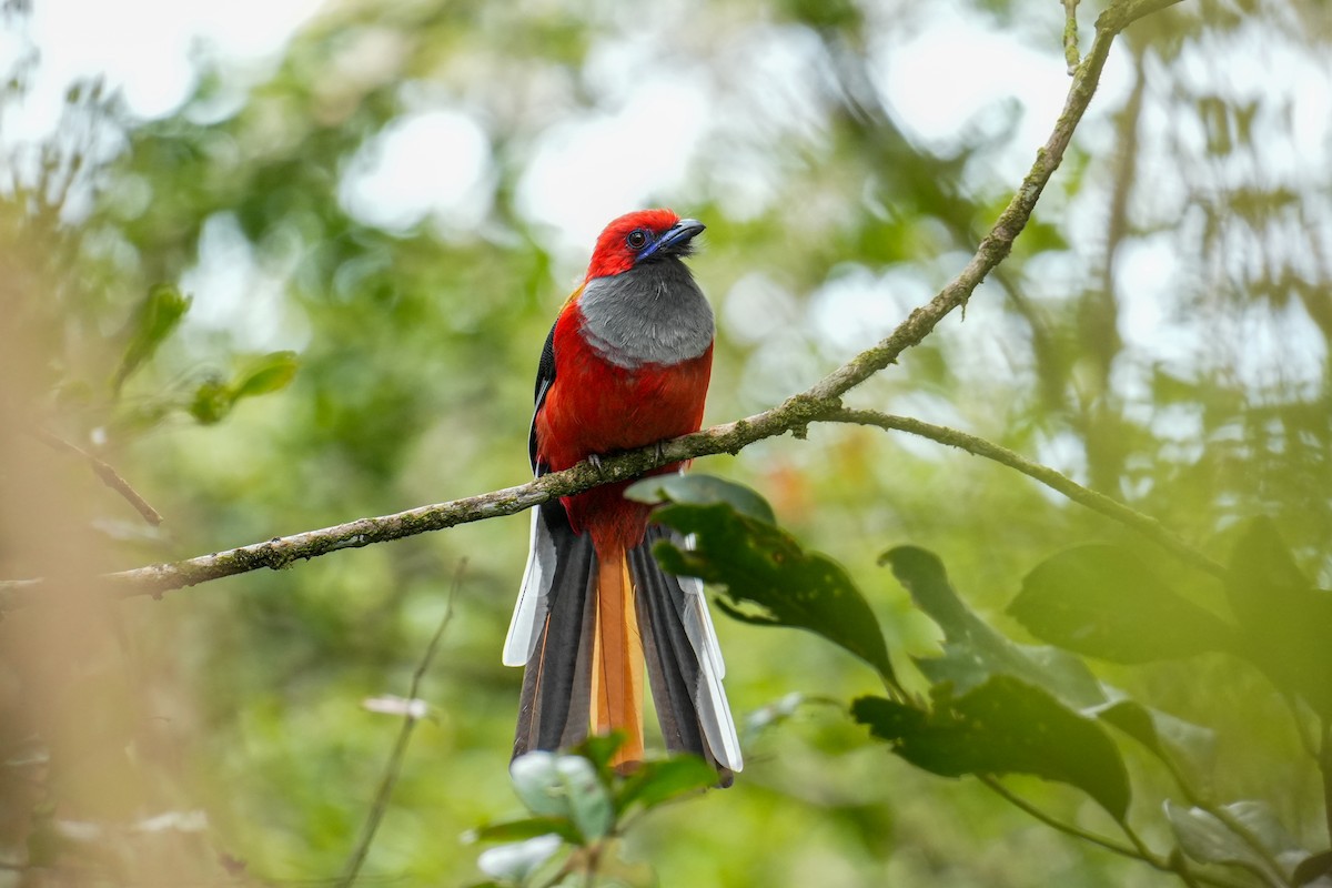 Whitehead's Trogon - ML642057704