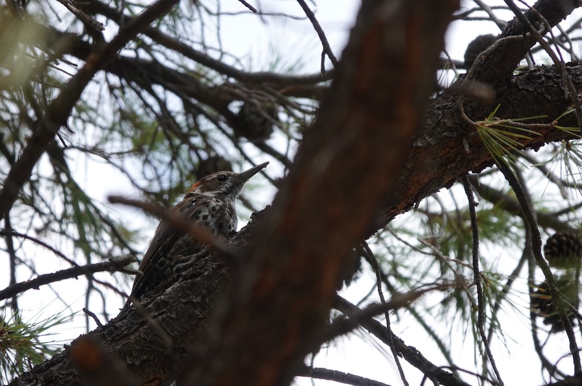 Arizona Woodpecker - ML642057713