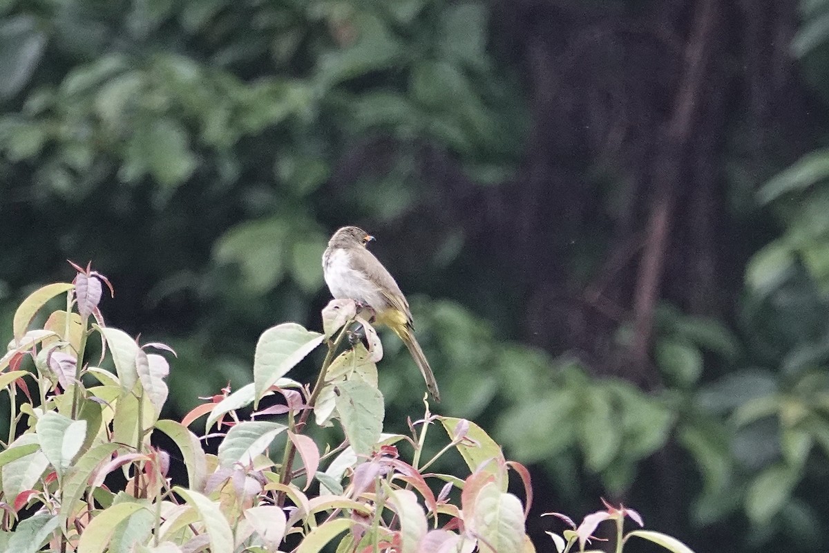 Orange-spotted Bulbul - ML642057737