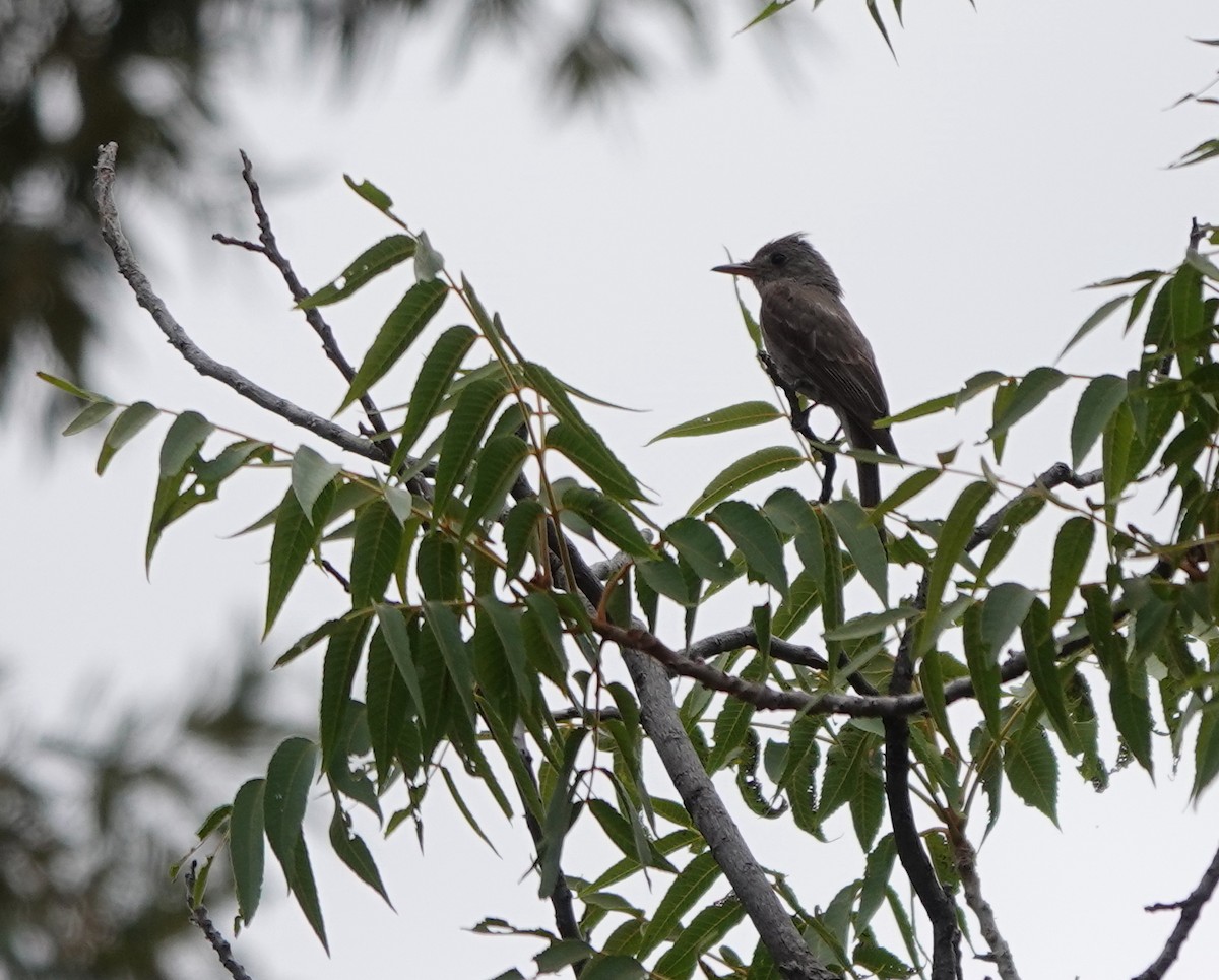 Greater Pewee - ML642057755