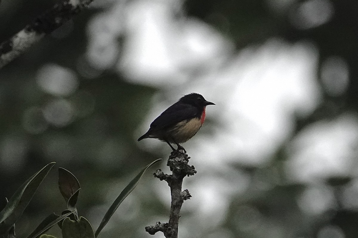 Javan Flowerpecker - ML642057767
