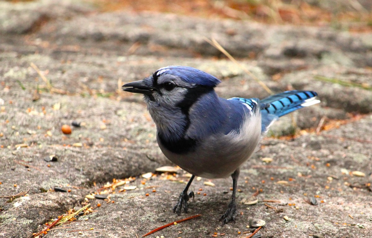 Blue Jay - ML642057787