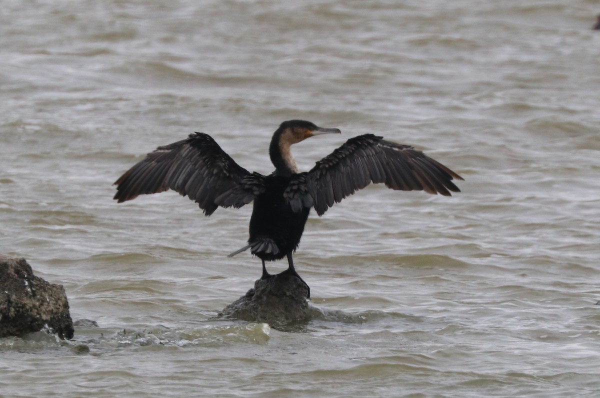 Great Cormorant - ML642057794