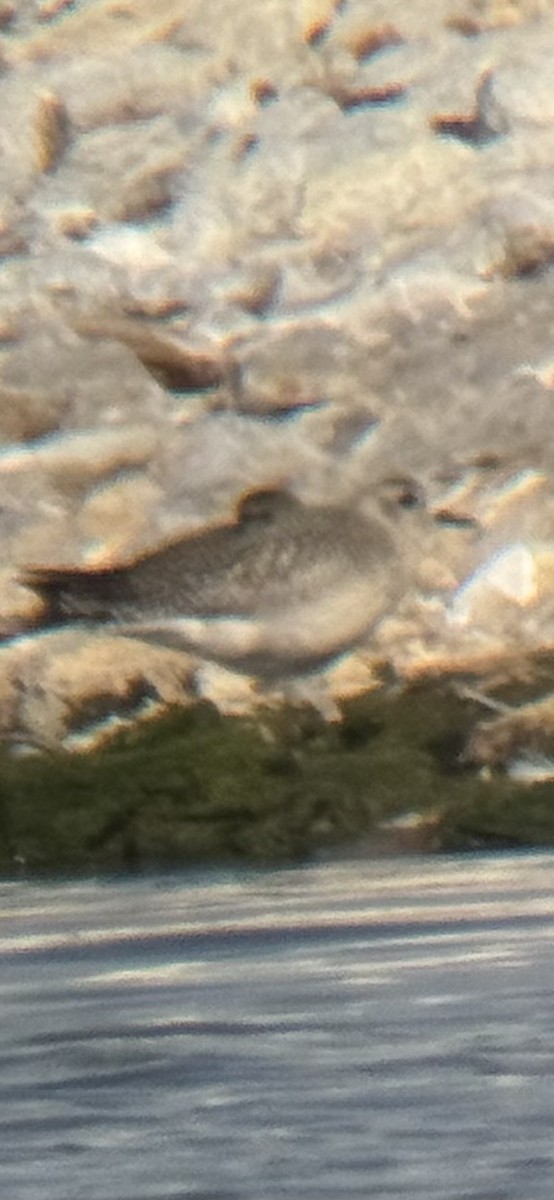 Black-bellied Plover - ML642057806