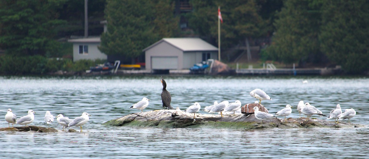 Double-crested Cormorant - ML642057807