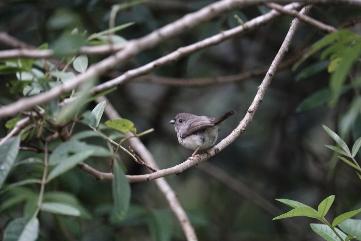 Pygmy Tit - ML642057810
