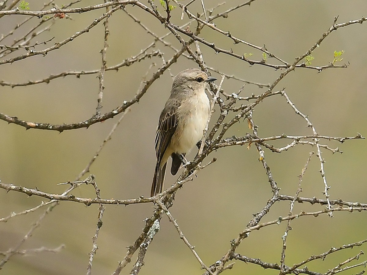 African Gray Flycatcher - ML642057813