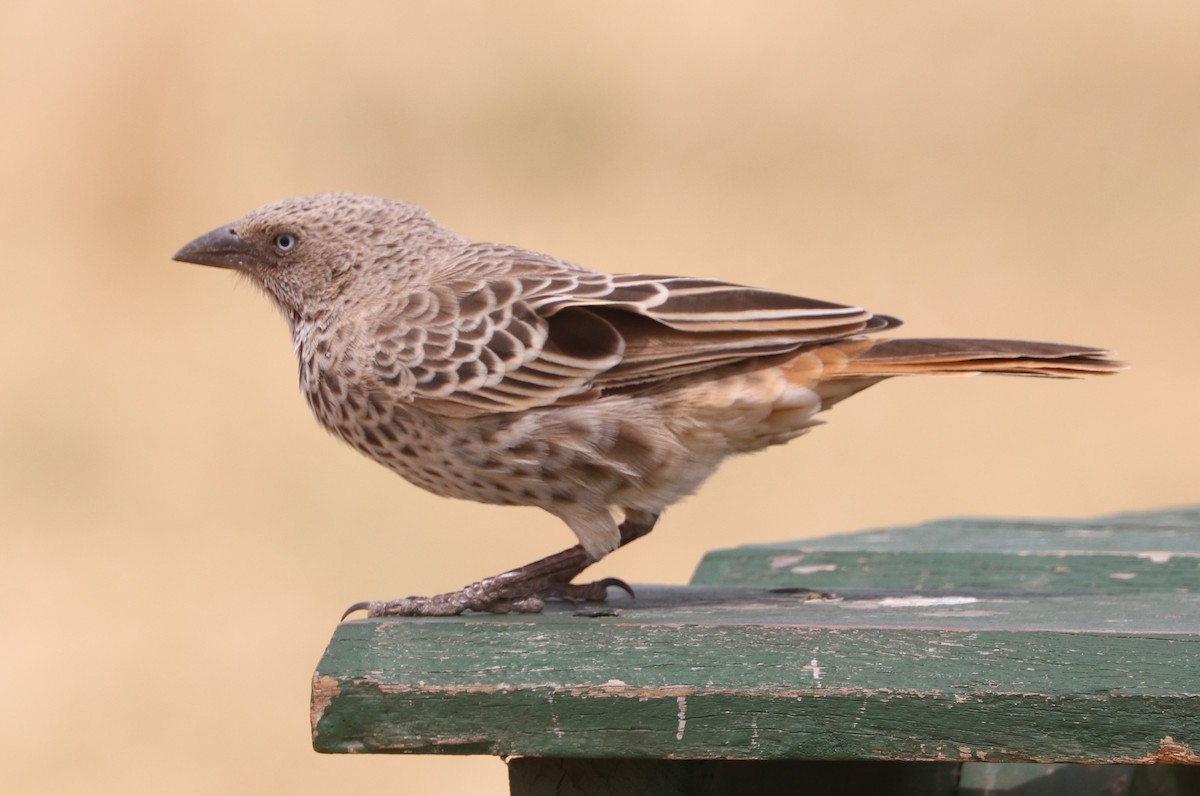 Rufous-tailed Weaver - ML642057820