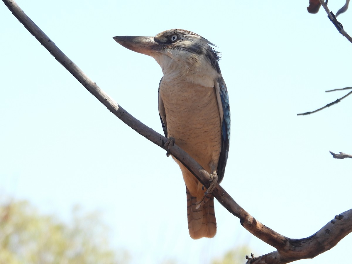Blue-winged Kookaburra - ML642057823