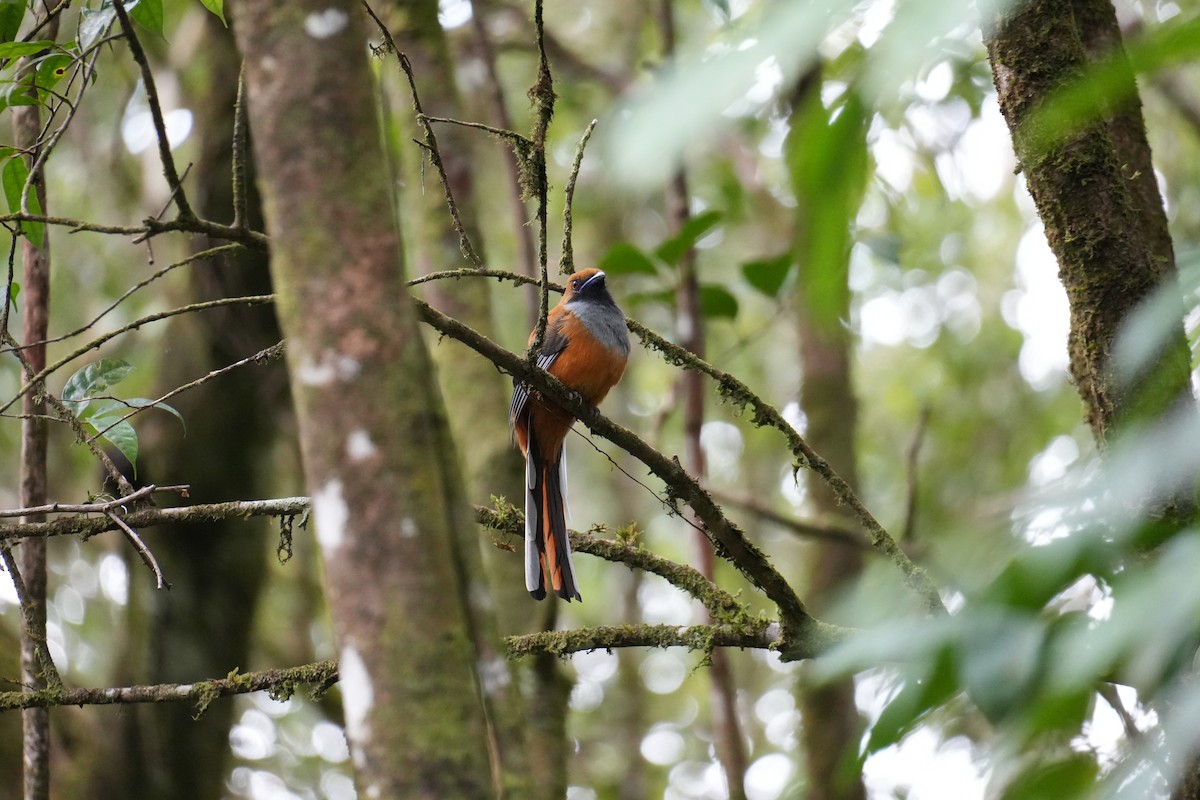 Whitehead's Trogon - ML642057857