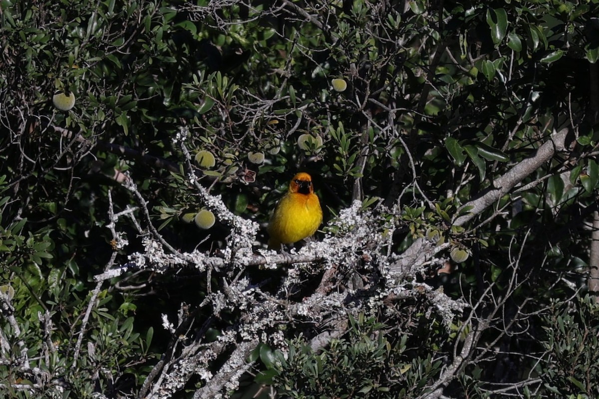 Spectacled Weaver - ML642057860