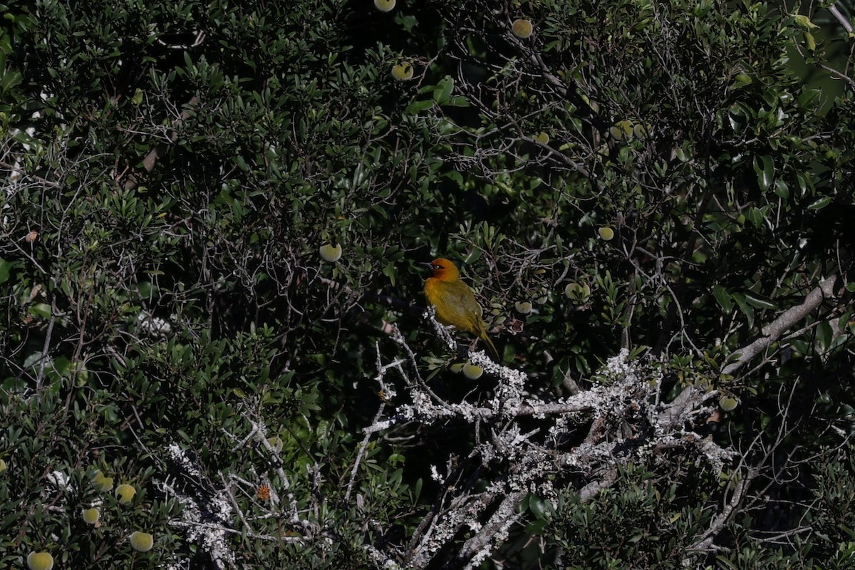 Spectacled Weaver - ML642057862