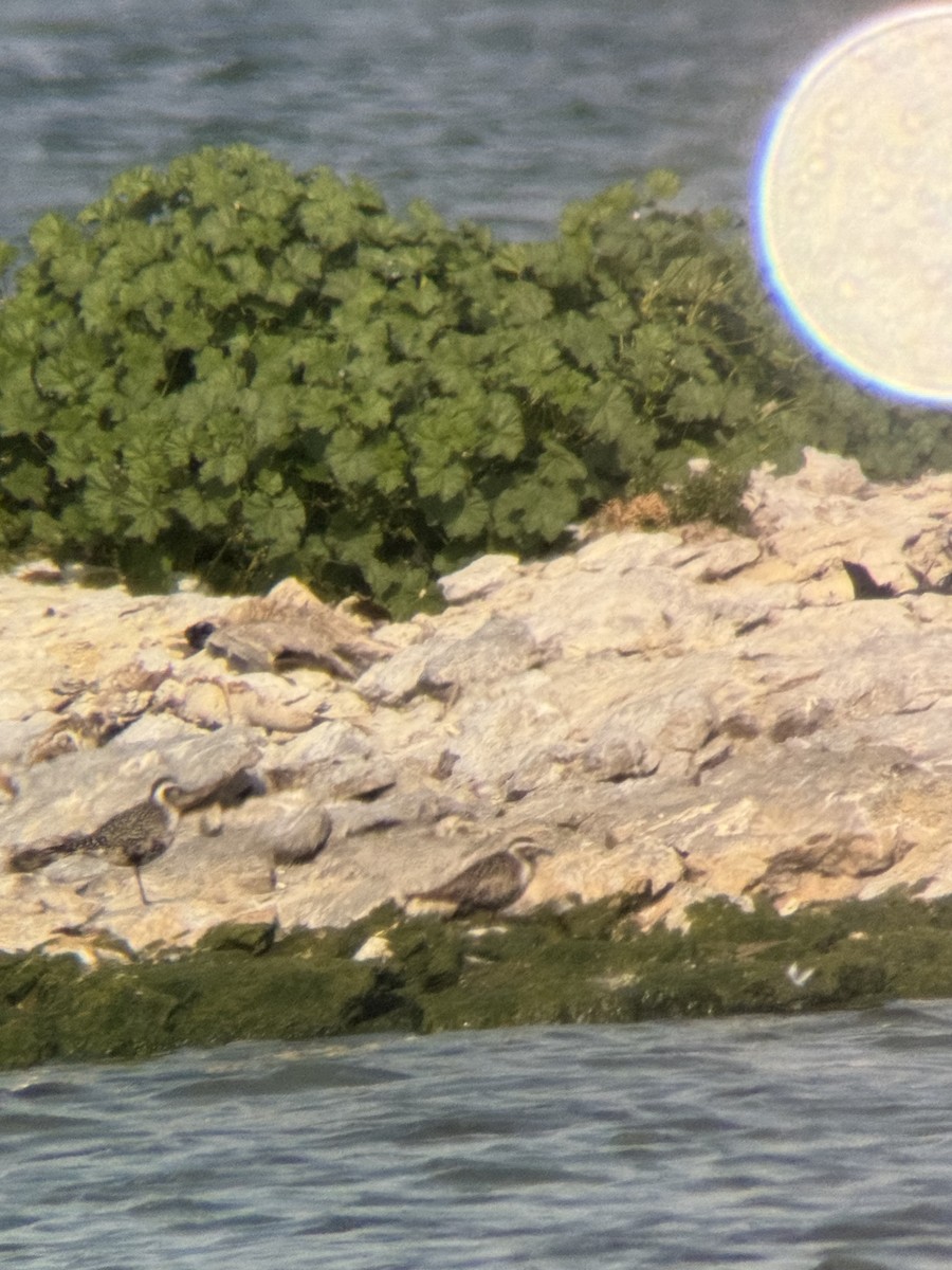 American Golden-Plover - ML642057868