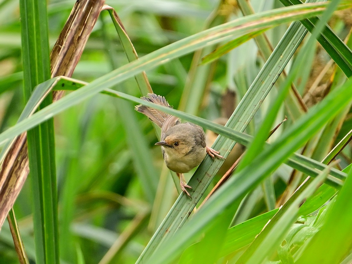 Red-faced Cisticola - ML642057874