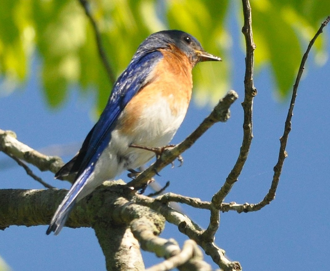 Eastern Bluebird (Eastern) - ML642057883