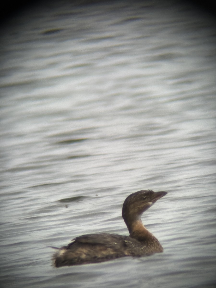Pied-billed Grebe - ML642057888
