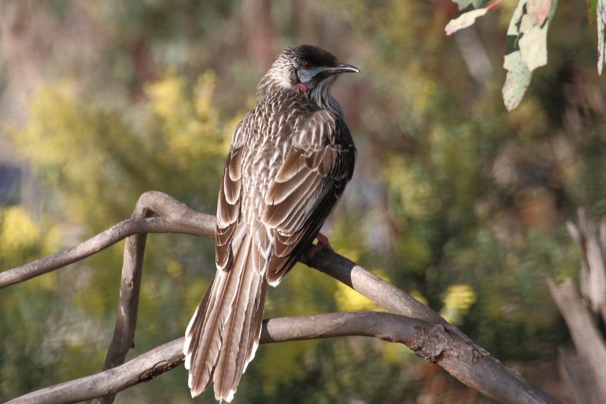Red Wattlebird - ML642057902