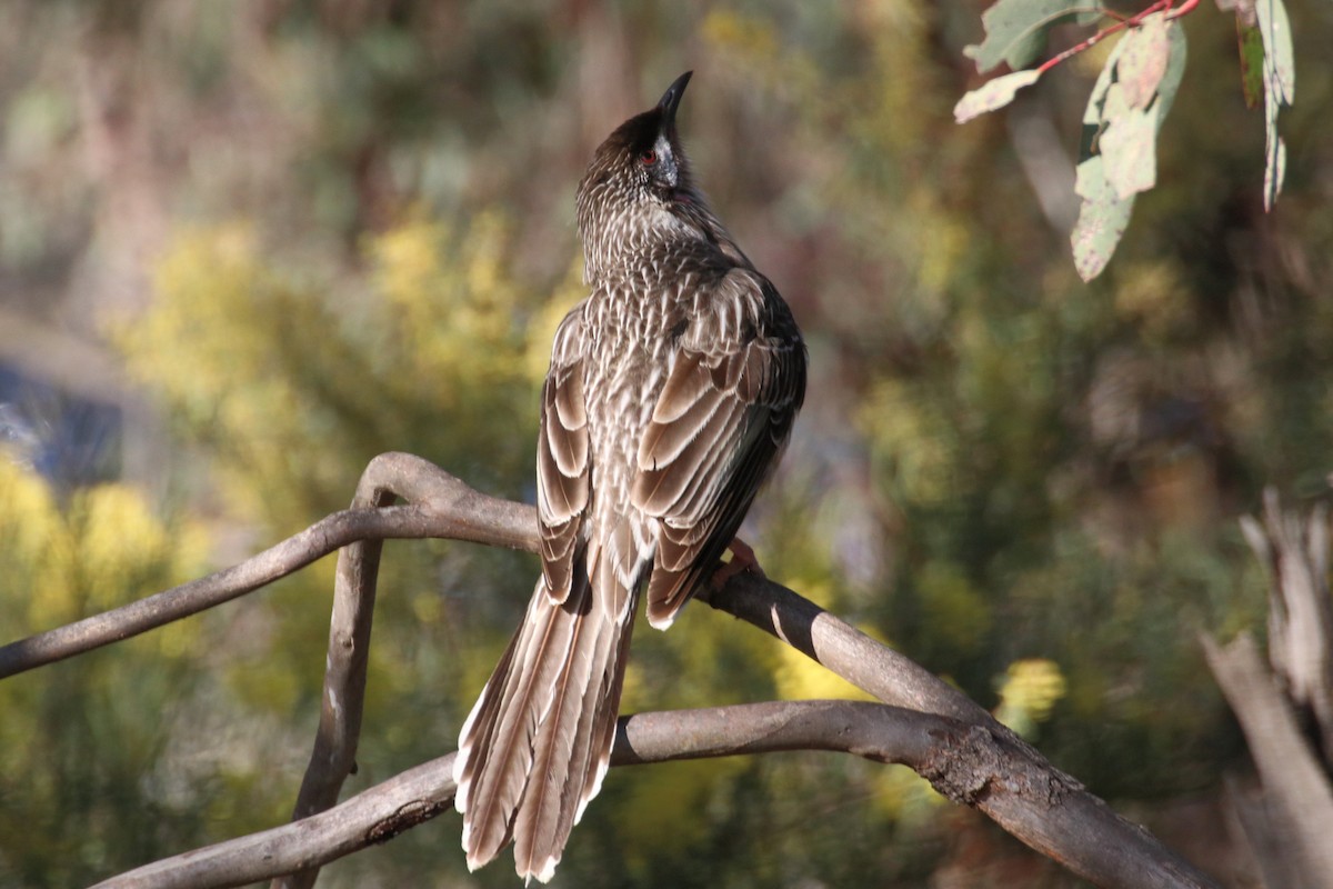 Red Wattlebird - ML642057903