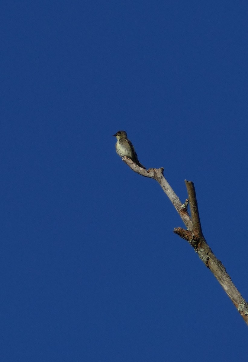 Olive-sided Flycatcher - ML642057912