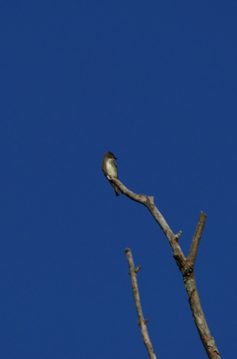 Olive-sided Flycatcher - ML642057913