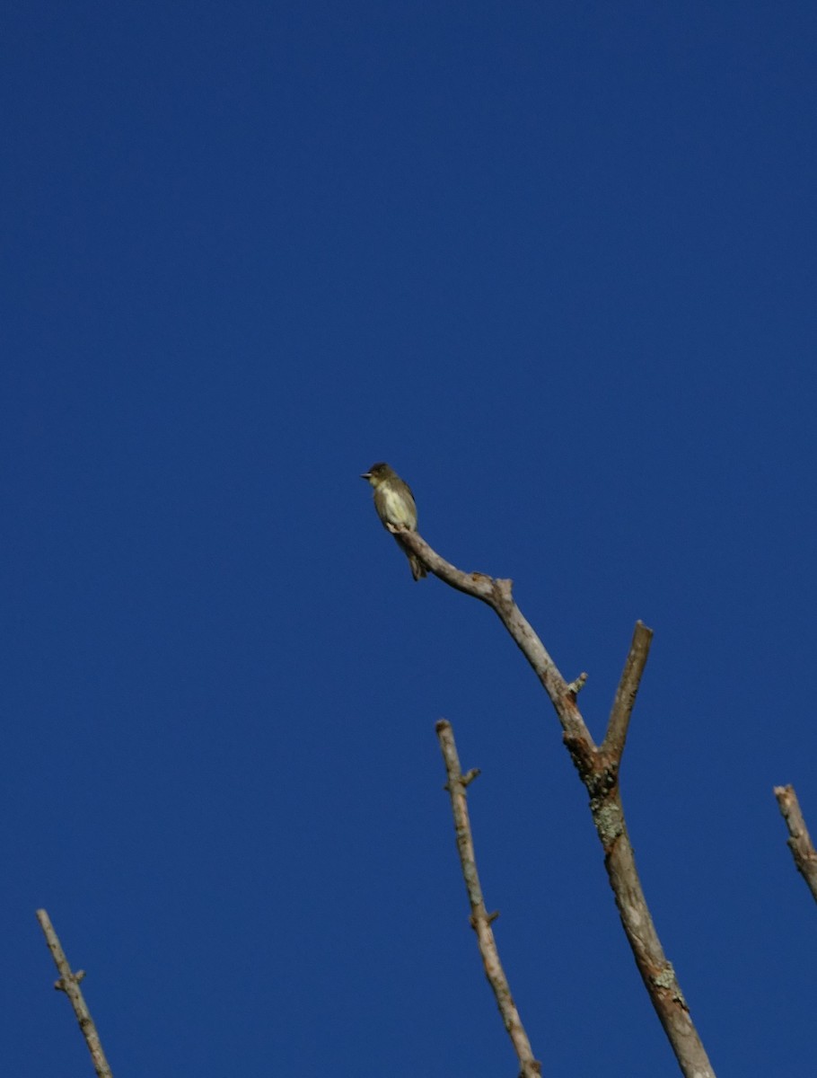 Olive-sided Flycatcher - ML642057914