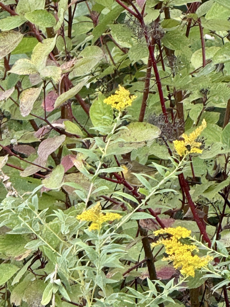 Common Yellowthroat - ML642057919