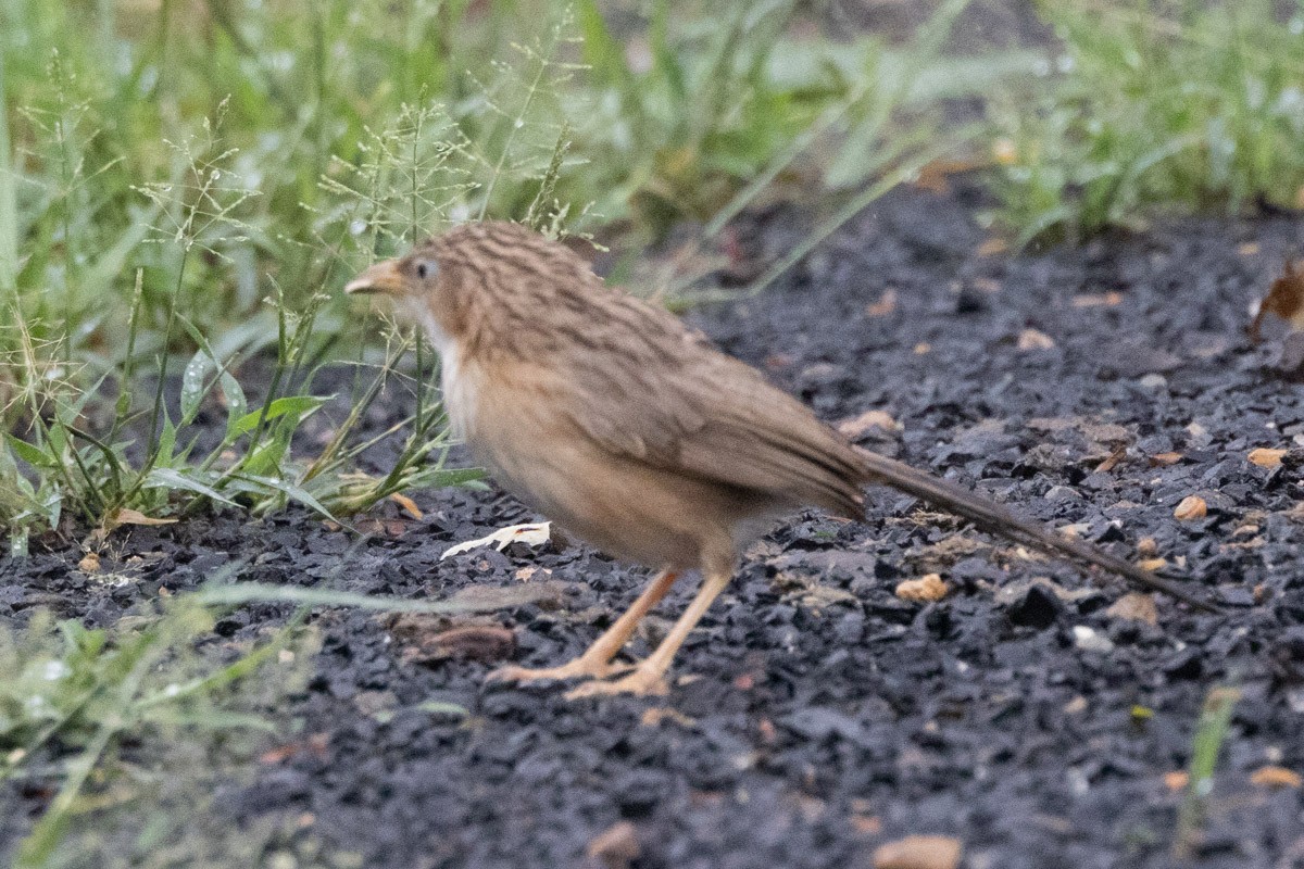 Common Babbler - ML642057933