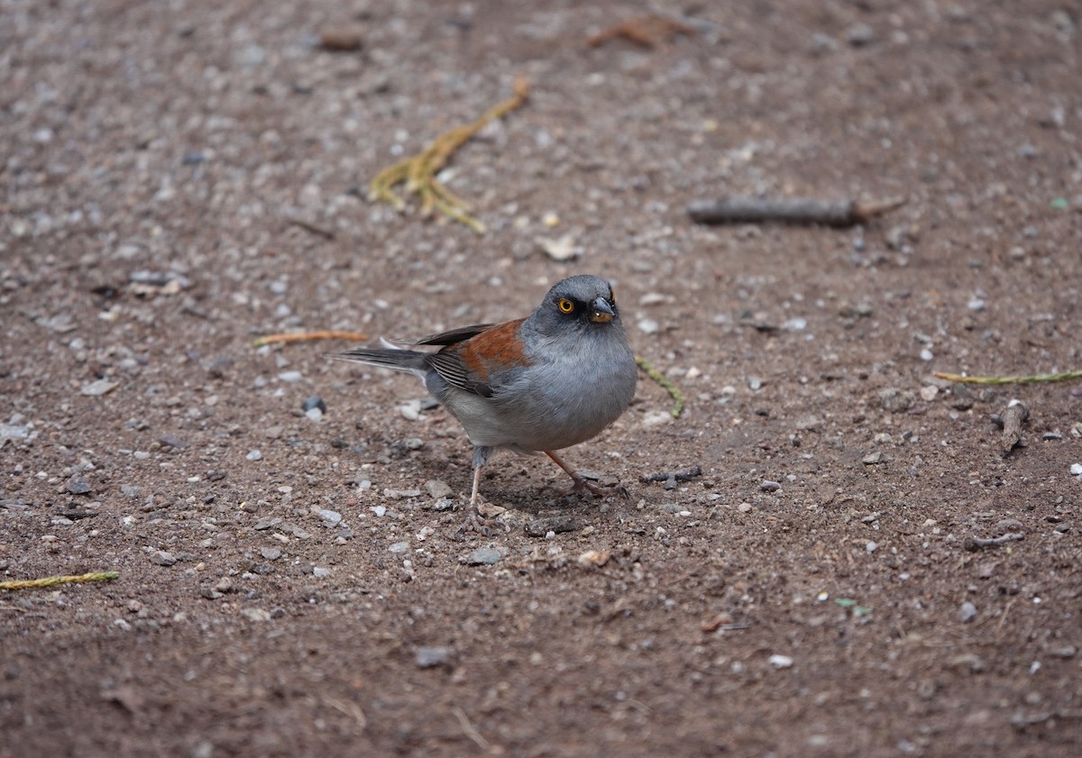 Yellow-eyed Junco - ML642057941